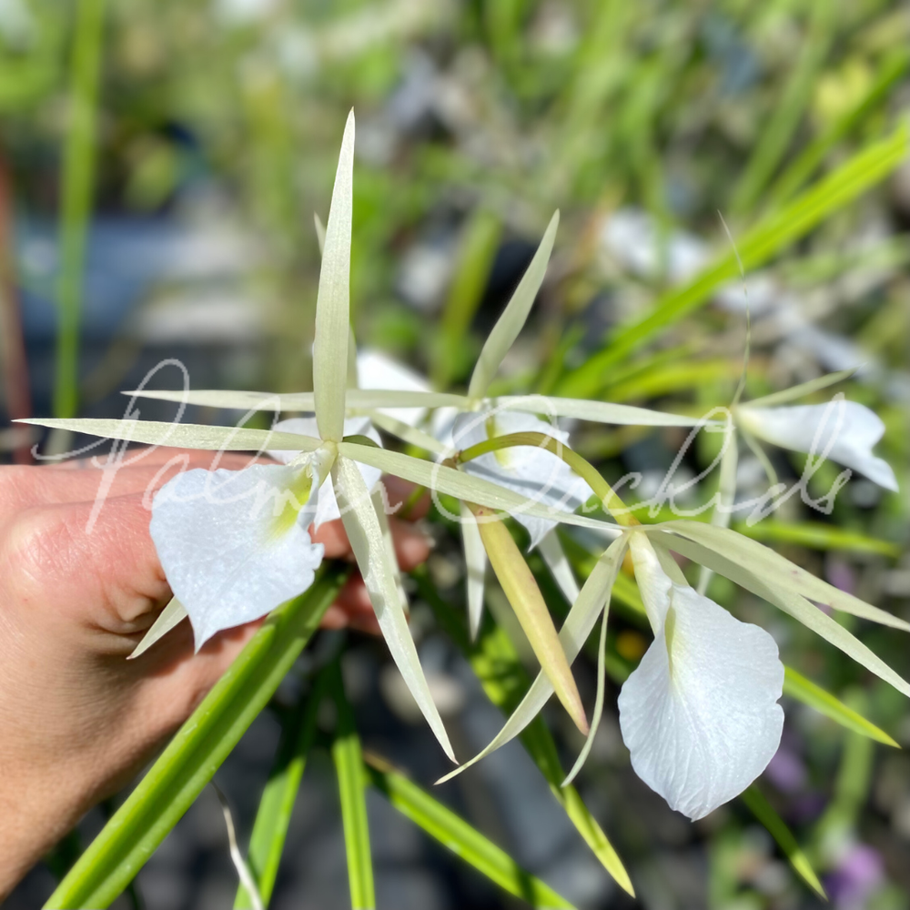 B. Burnett Taurus — Palmer Orchids
